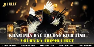 kham pha dau truong kich tinh voi da ga thomo 11bet 1